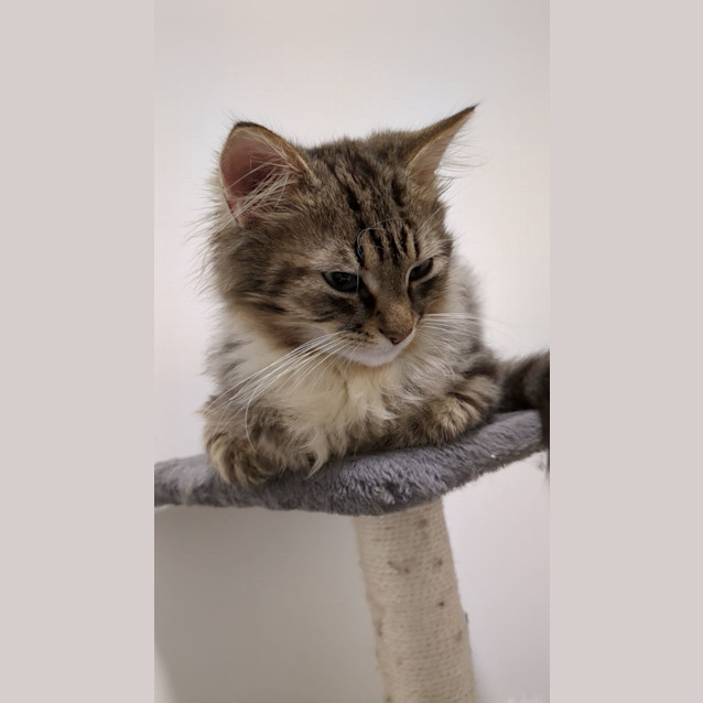 Photo of Peanut