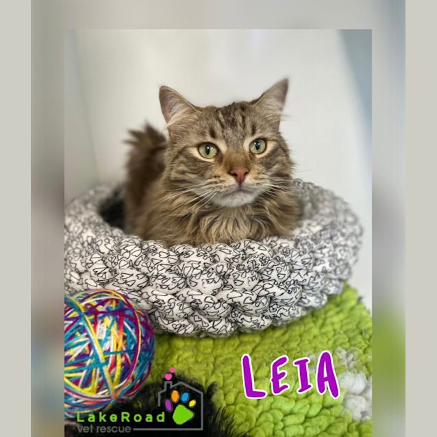 Photo of Leia