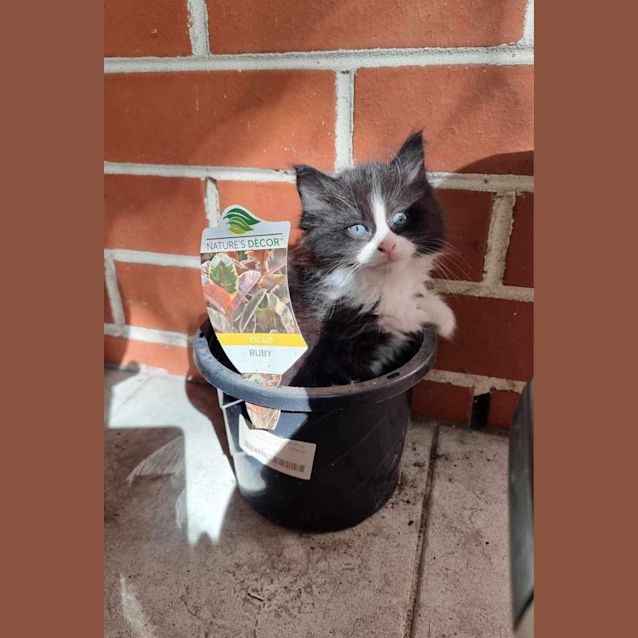 Photo of Cute Kittens