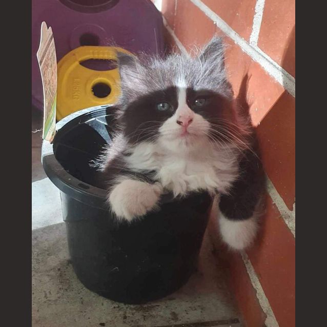 Photo of Cute Kittens