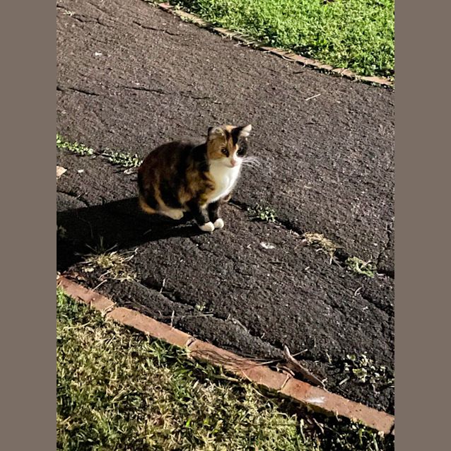 Photo of Daisy