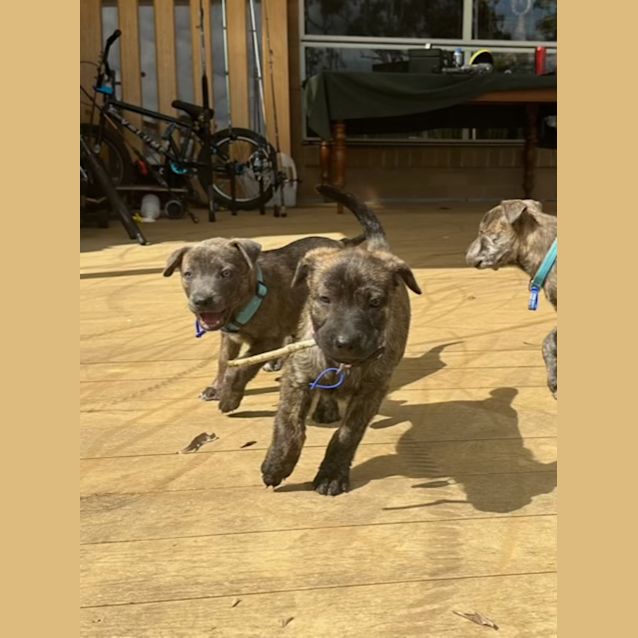 Photo of Bohdi   10 Week Old Staffy X