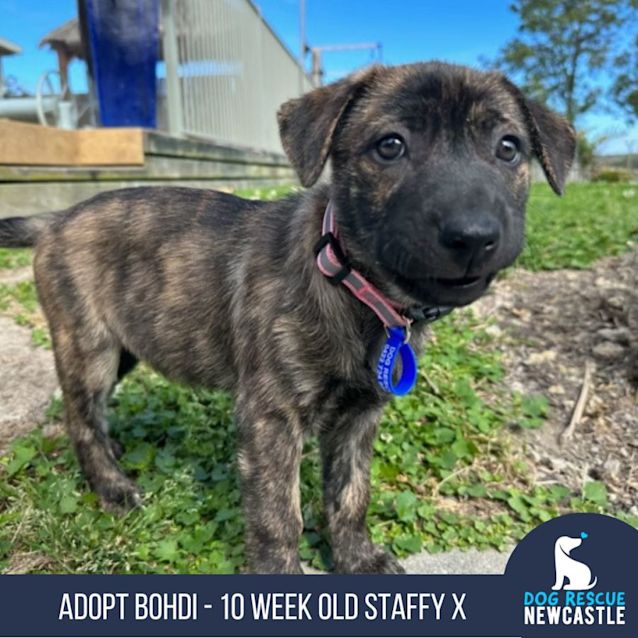Photo of Bohdi   10 Week Old Staffy X