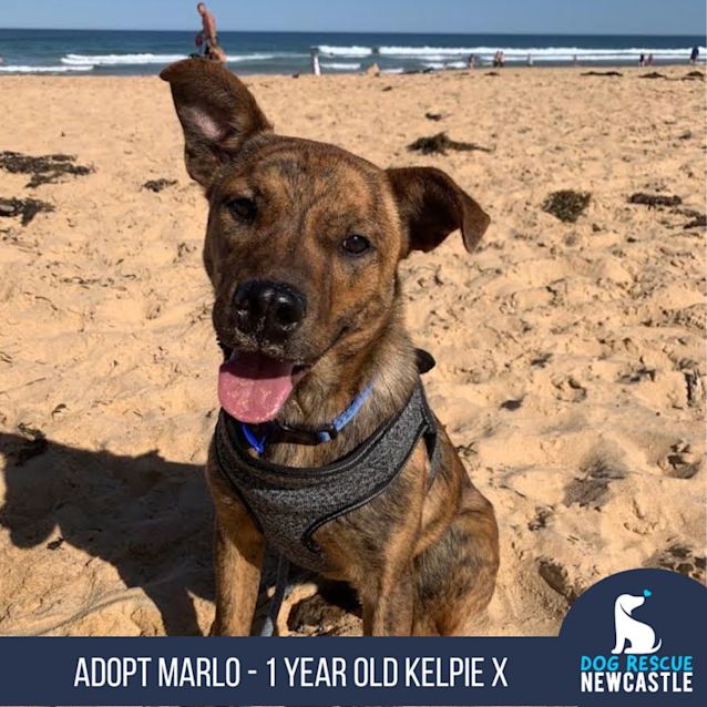 Photo of Marlo   1 Year Old Kelpie X (Trial 8/10/23)
