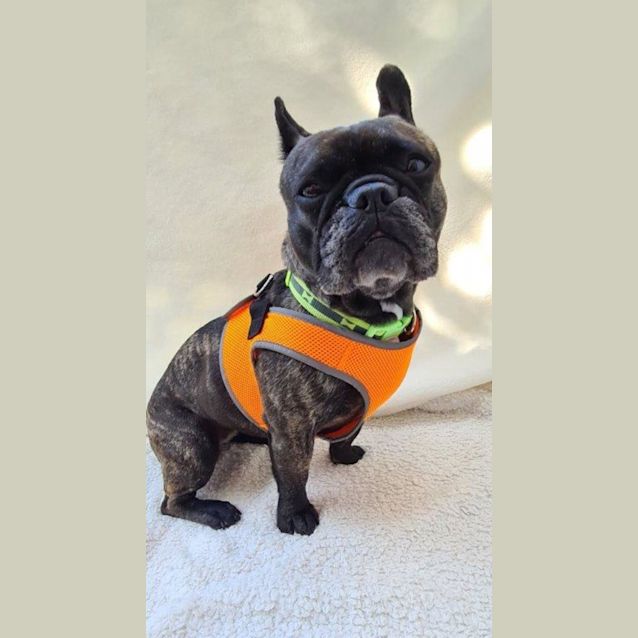 Photo of Dottie   4 Year Old French Bulldog (Trial)