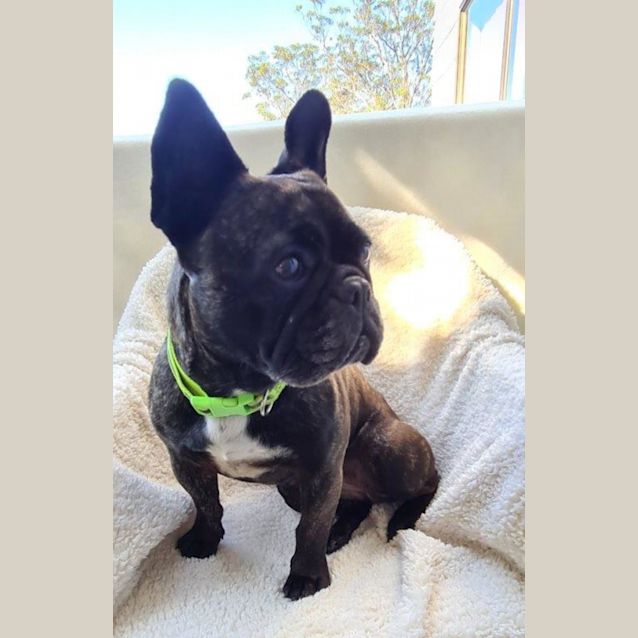 Photo of Dottie   4 Year Old French Bulldog (Trial)