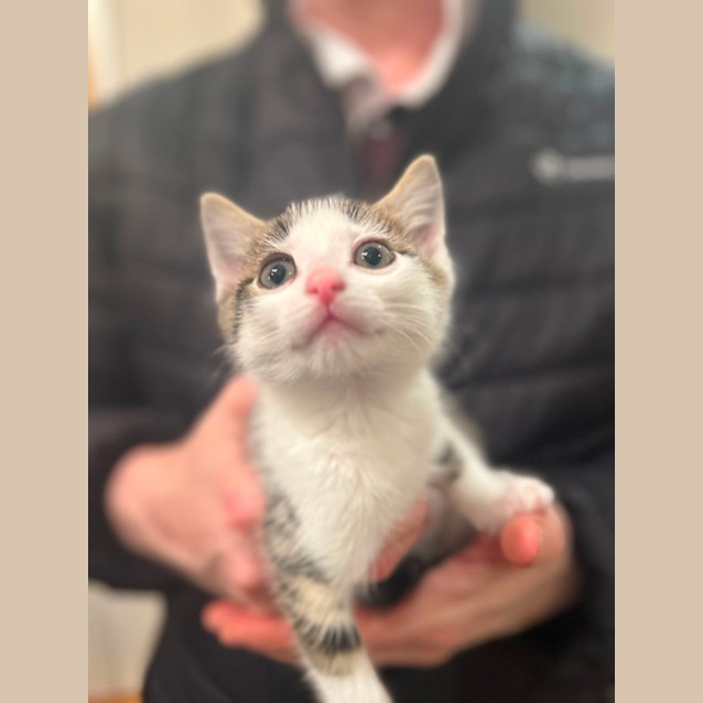 Photo of Orangello And Jellytot