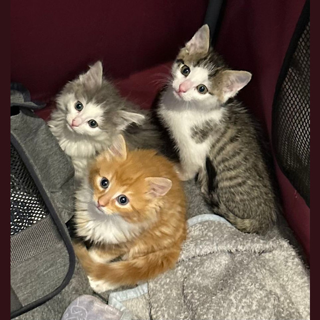 Photo of Orangello And Jellytot