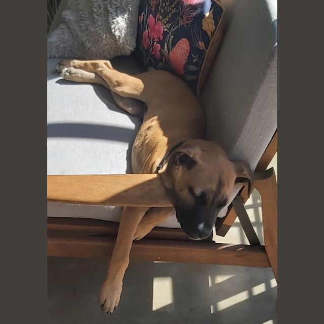 Photo of Duke   6 Month Old Mastiff X (Trial)