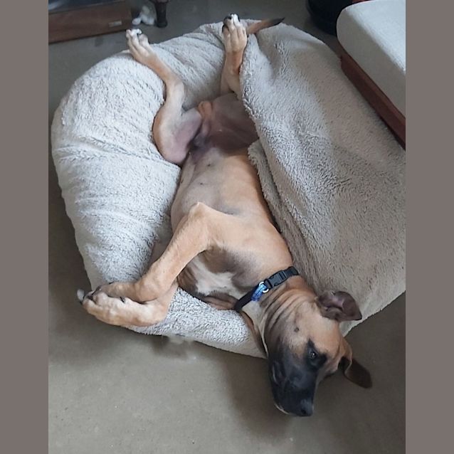 Photo of Duke   6 Month Old Mastiff X (Trial)