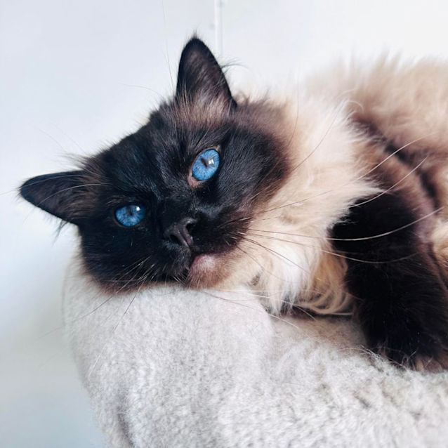 Photo of Jinx   Located In Preston