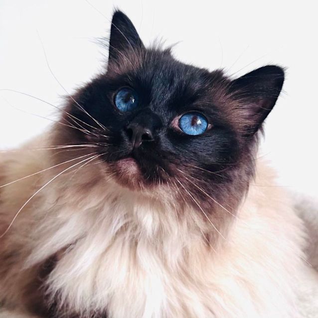 Photo of Jinx   Located In Preston