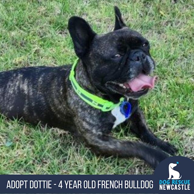 Photo of Dottie   4 Year Old French Bulldog (Trial)