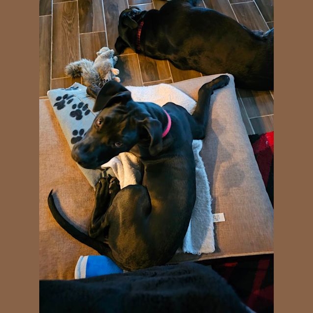 Photo of Frank   4 Month Old Great Dane X Mastiff (Trial)