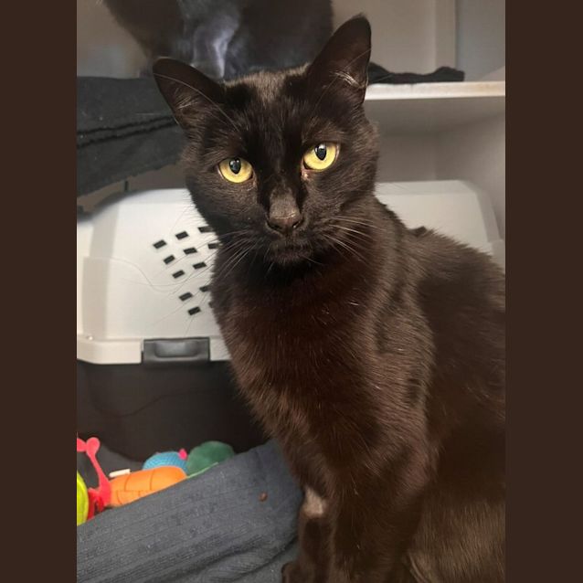 Photo of Spock