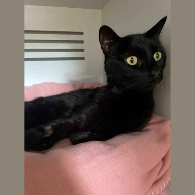 Photo of Spock