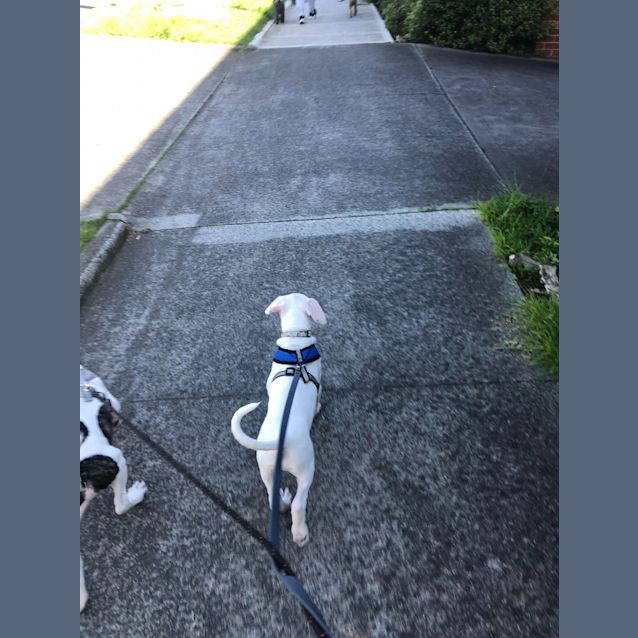 Photo of Casper