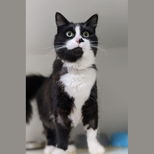 Photo of ✨Indy F02619 ✨