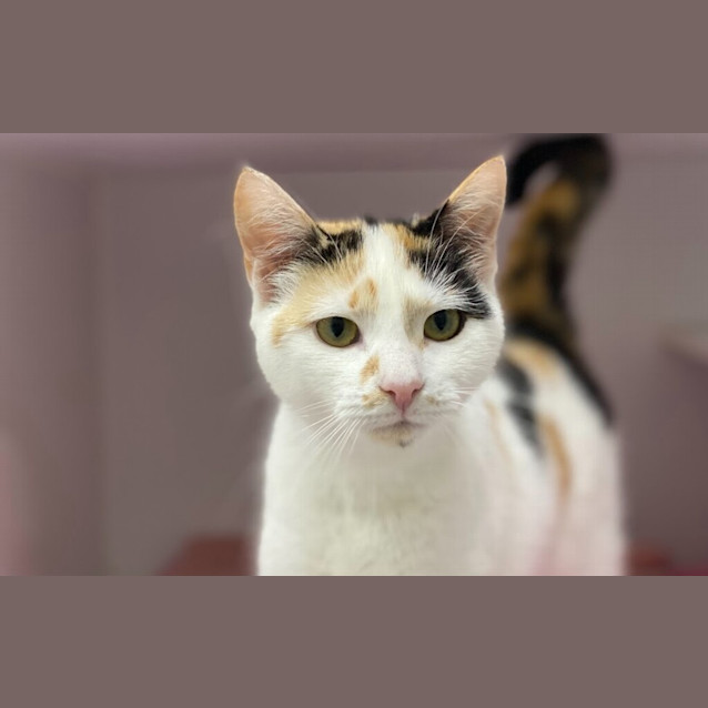 Photo of Luna