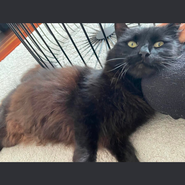 Photo of Prince *9 Lives Project Rescue*