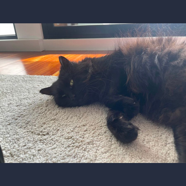 Photo of Prince *9 Lives Project Rescue*