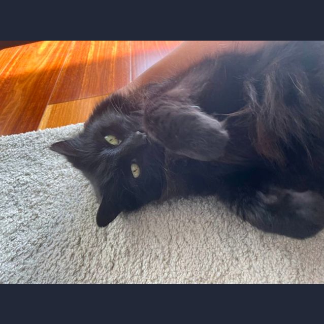 Photo of Prince *9 Lives Project Rescue*