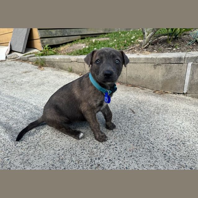 Photo of Tyler   10 Week Old Staffy X