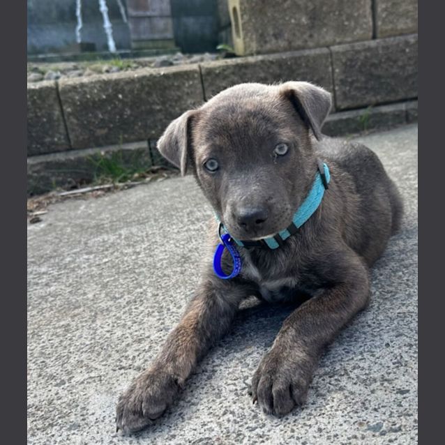 Photo of Tyler   10 Week Old Staffy X
