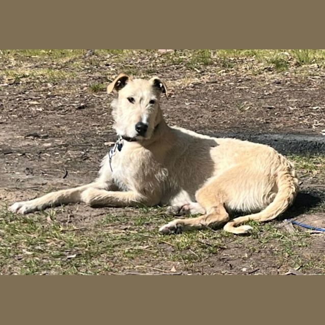 Photo of Teddy