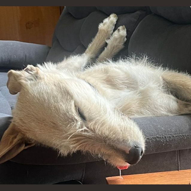 Photo of Teddy