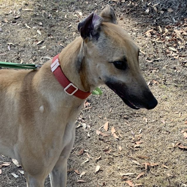 Photo of Blondie   Greyhound 