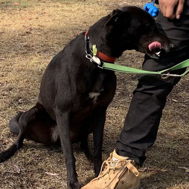 Photo of Betty   Greyhound 