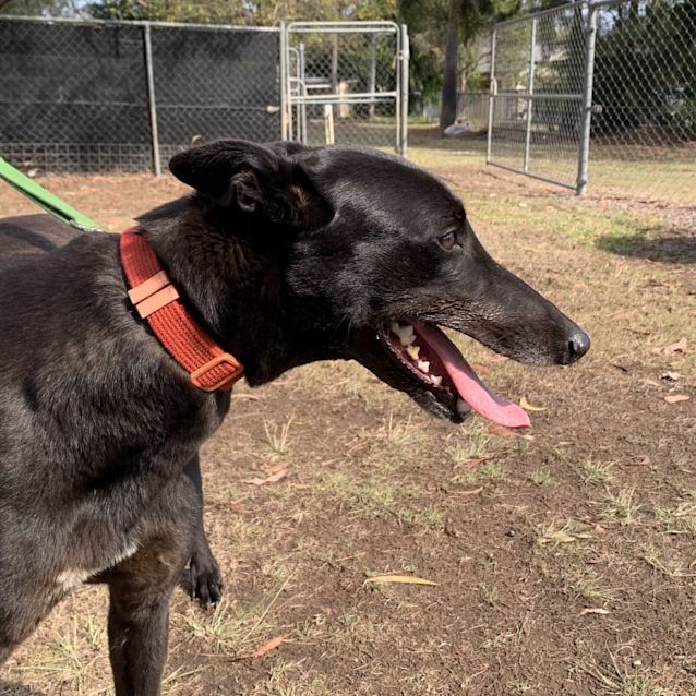 Photo of Betty   Greyhound 
