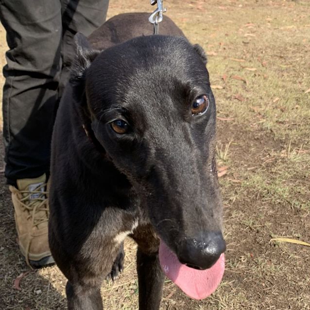 Photo of Betty   Greyhound 