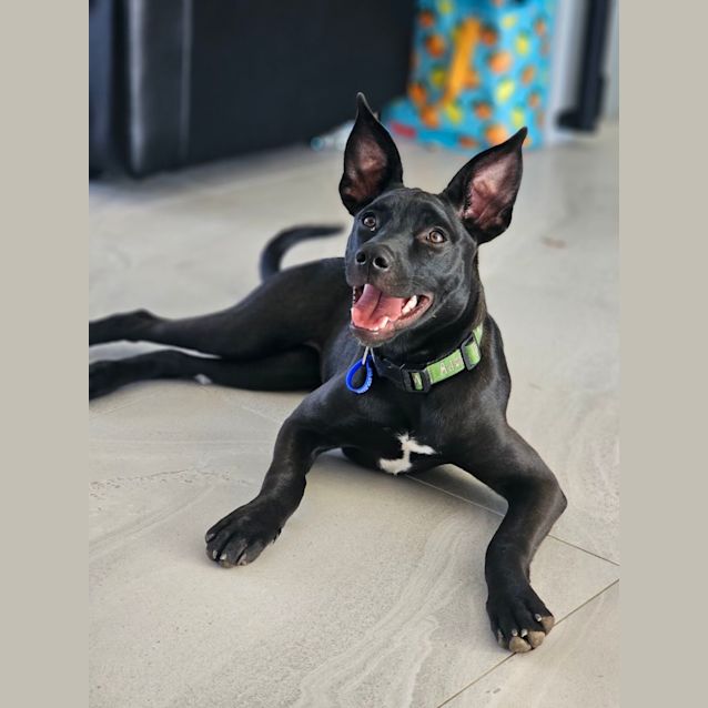 Photo of Olive   4.5 Month Old Kelpie X (Trial 8/10/23)