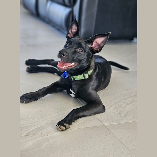 Photo of Olive   4.5 Month Old Kelpie X (Trial 8/10/23)