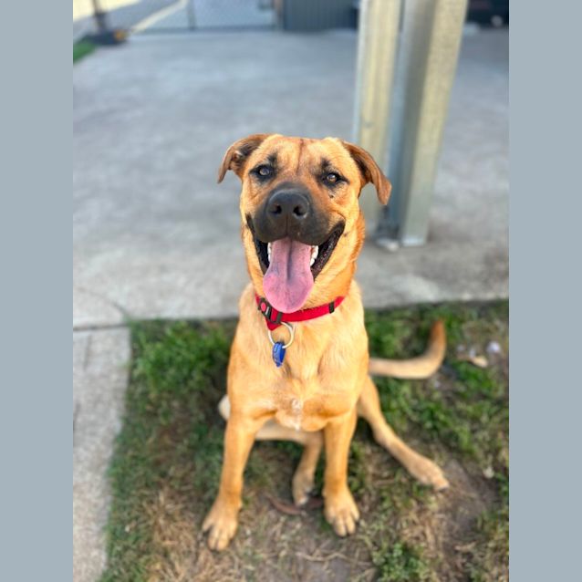 Photo of Buddy   10 Month Old German Shepherd X (Trial 8/10