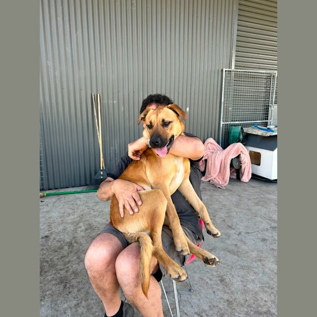 Photo of Buddy   10 Month Old German Shepherd X (Trial 8/10