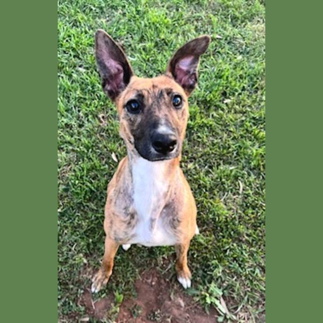 Photo of Winnie *Adoption Pending*