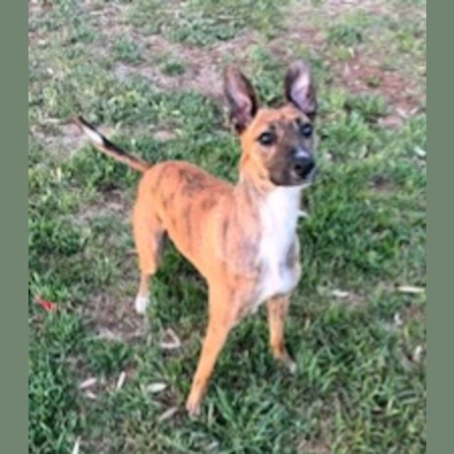 Photo of Winnie *Adoption Pending*