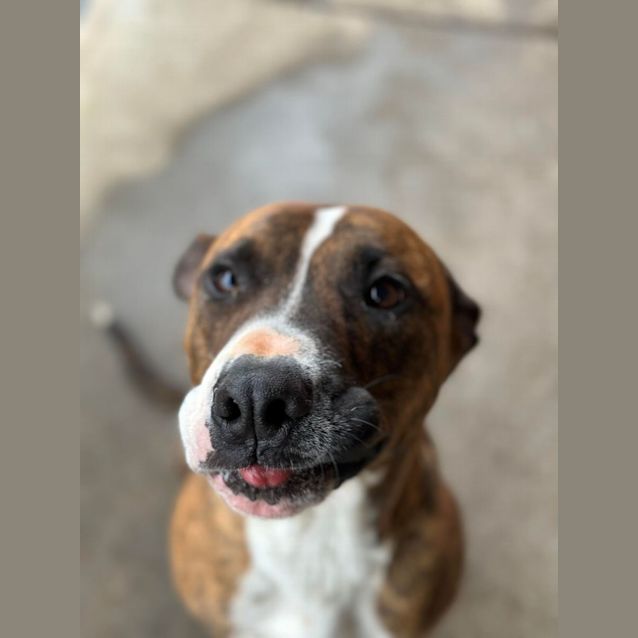 Photo of Ollie
