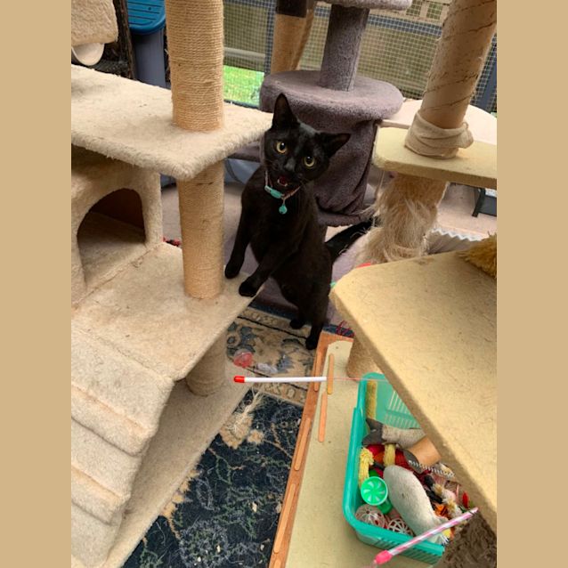 Photo of Cleo