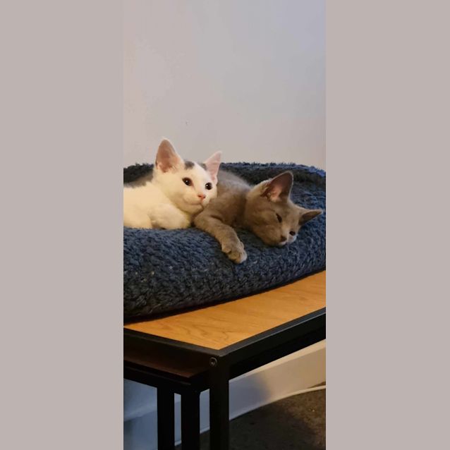 Photo of Taro   Located In Preston