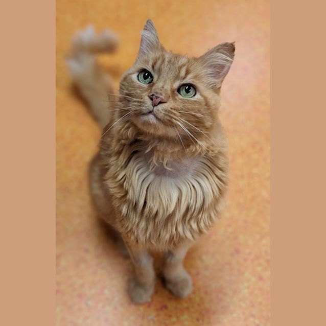 Photo of Harvey