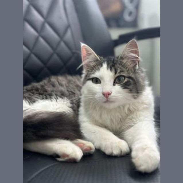 Photo of Sebastian **2nd Chance Cat Rescue**