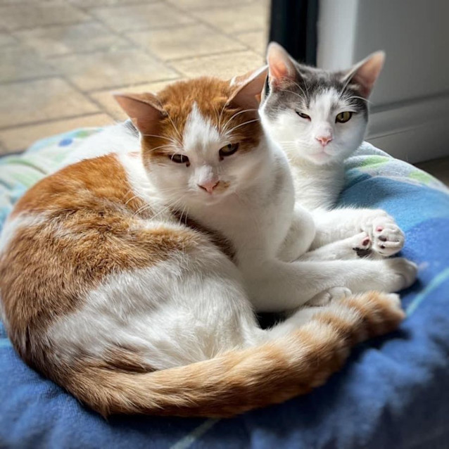 Photo of 4915/16   Abraham & Lincoln 