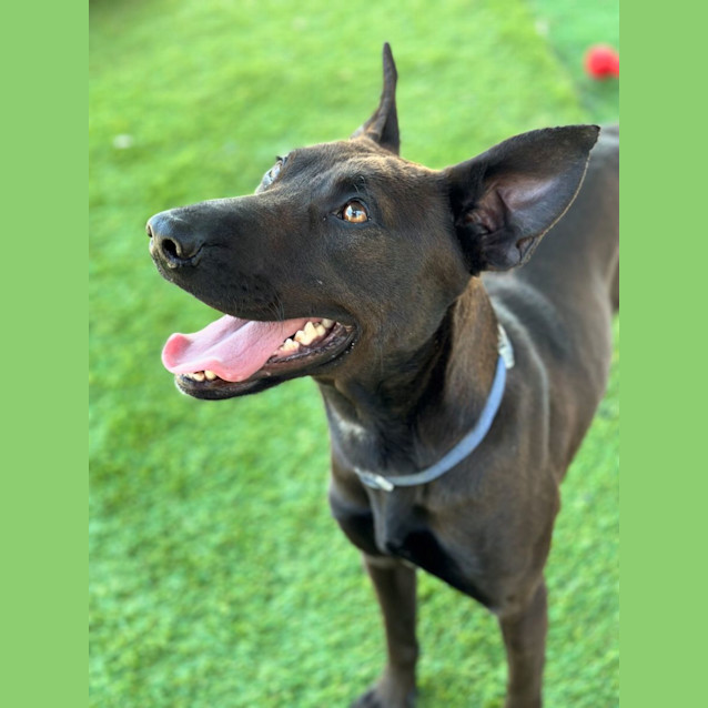Photo of Koa