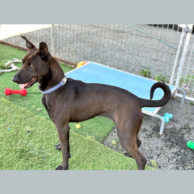 Photo of Koa