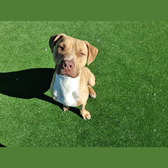 Photo of Pierre Imp 1482