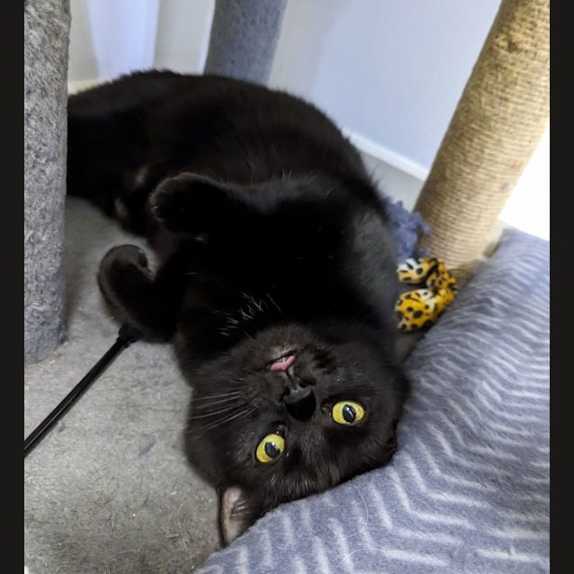 Photo of Raven Sta011383